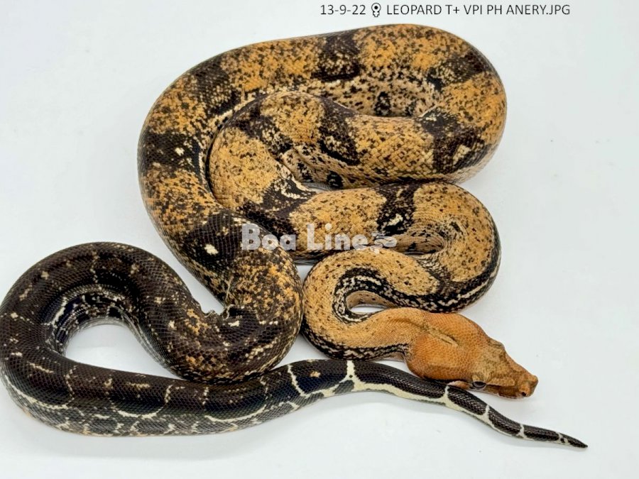 LEOPARD T+ VPI PH ANERY